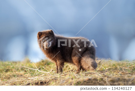Blue morph Arctic fox standing on a grass in the remote Hornstrandir Nature Reserve, Iceland Blue morph Arctic fox standing on a grass in the remote Hornstrandir Nature Reserve, Iceland 134240127