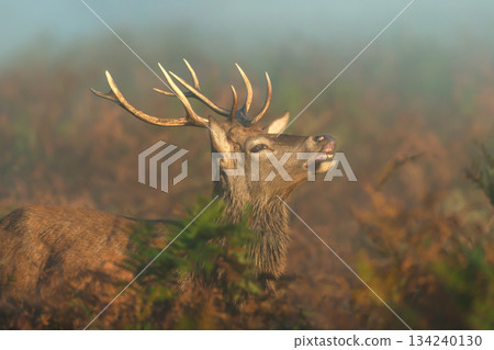 Portrait of a Red deer stag standing in a misty fern field at sunrise in autumn 134240130