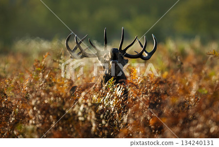Portrait of a Red deer stag roaring during autumn rut 134240131