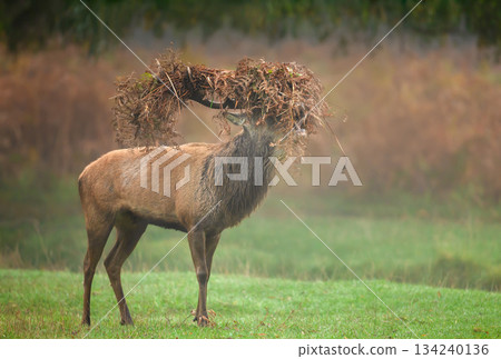 Red deer stag roaring with bracken on antlers during autumn rut 134240136