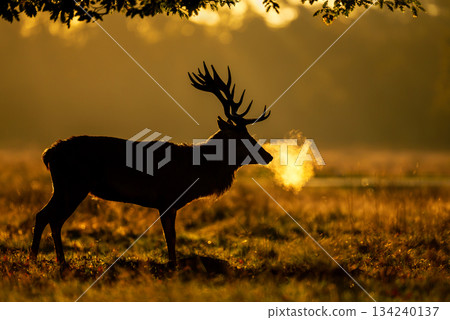 Silhouette of Red deer stag standing in a meadow at golden misty sunrise in autumn 134240137