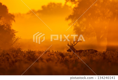 Silhouette of Red deer stag walking in a meadow against dramatic, golden, misty sunrise in autumn Silhouette of Red deer stag walking in a meadow against dramatic, golden, misty sunrise in autumn 134240141