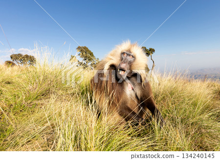 Gelada baboon male grazing in Simien mountains national park, Ethiopia 134240145