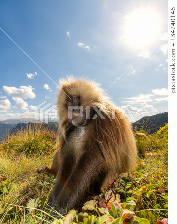Gelada baboon male grazing in Simien mountains national park, Ethiopia 134240146