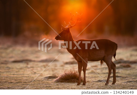 Fallow deer buck standing in a meadow at golden misty sunrise on frosty autumn morning Fallow deer buck standing in a meadow at golden misty sunrise on frosty autumn morning 134240149