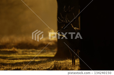 Silhouette of Red deer stag standing in a meadow at golden misty sunrise in autumn 134240150