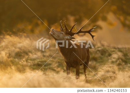 Red deer stag with large antlers bellowing in a meadow during autumn rut at golden sunrise 134240153