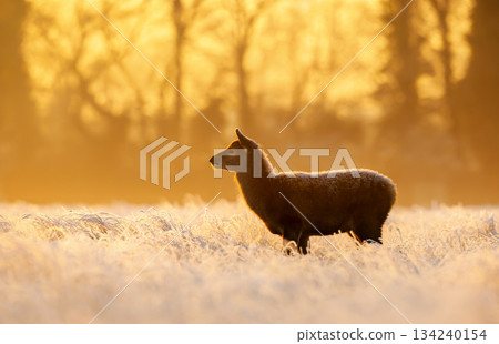 Red deer hind standing in frosty field at winter golden sunrise 134240154