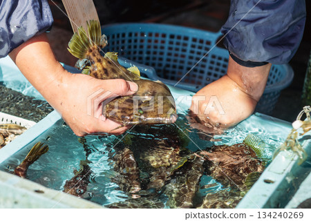 在漁場處理魚類 在漁場處理魚類 134240269