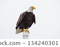 Bald Eagle Perched on Coastal Post in Washington State Bald Eagle Perched on Coastal Post in Washington State 134240301