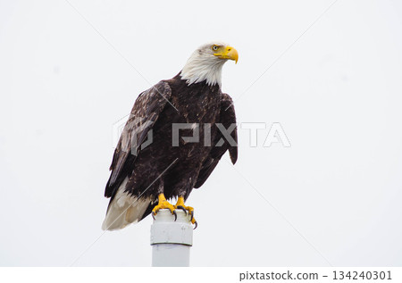 Bald Eagle Perched on Coastal Post in Washington State Bald Eagle Perched on Coastal Post in Washington State 134240301