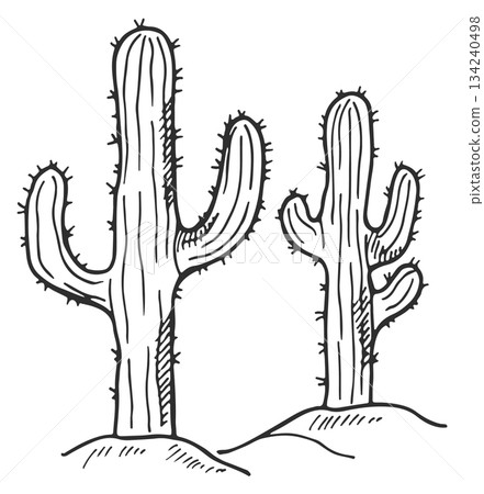 Two cacti are standing next to each other on a rocky hill 134240498