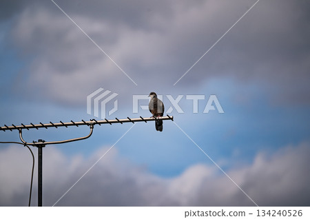 Pheasant rest 134240526