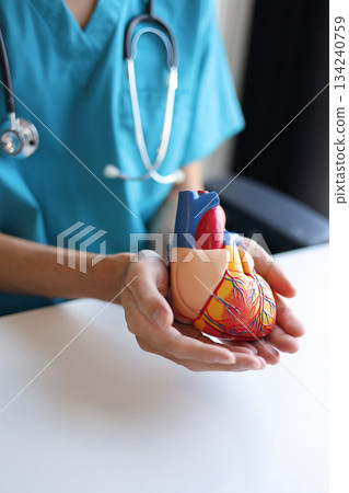 Doctor using heart model to explain blood flows direction. Doctor using heart model to explain blood flows direction. 134240759