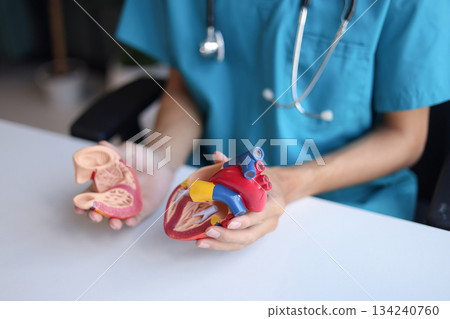 Doctor using heart model to explain blood flows direction. 134240760
