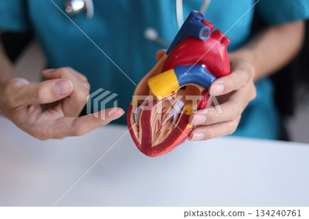Doctor using heart model to explain blood flows direction. 134240761