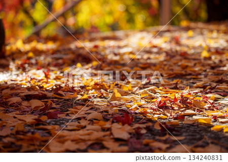 落葉地毯 134240831