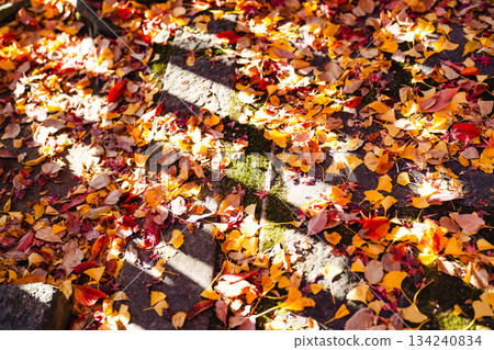 Fallen leaves floating on the water Fallen leaves floating on the water 134240834
