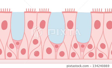 Illustration material of multi-stranded ciliated epithelium_pink Illustration material of multi-stranded ciliated epithelium_pink 134240869