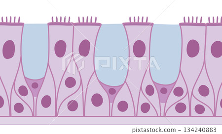 Illustration material of multi-stranded ciliated epithelium_purple Illustration material of multi-stranded ciliated epithelium_purple 134240883