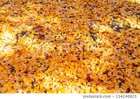 fallen leaves of ginkgo fallen leaves of ginkgo 134240923