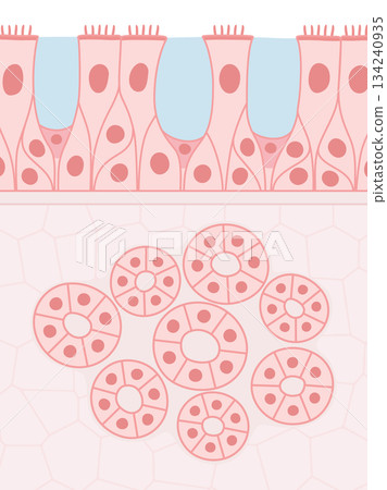 Illustration material of multistratified ciliated epithelium and glandular cells Illustration material of multistratified ciliated epithelium and glandular cells 134240935