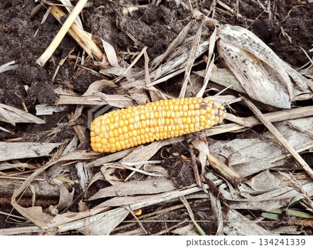 Small corn cob on harvested field. Single ripe yellow corn cob lying on the ground among dry corn husks after harvest in autumn field. Small corn cob on harvested field. Single ripe yellow corn cob lying on the ground among dry corn husks after harvest in autumn field. 134241339