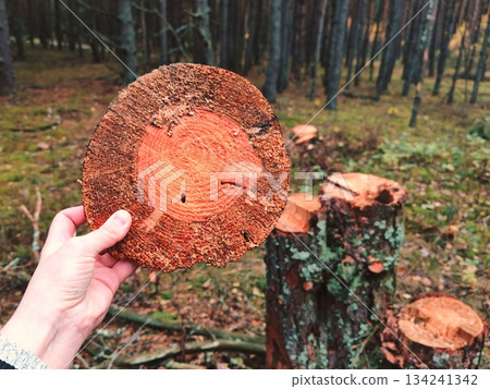 Hand holding tree ring slice in forest. The concept of deforestation and ecology. 134241342