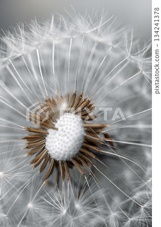 A close up of a dandelion flower with a brown center A close up of a dandelion flower with a brown center 134241378