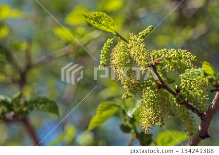 The mulberry tree is blooming against the blue sky The mulberry tree is blooming against the blue sky 134241388