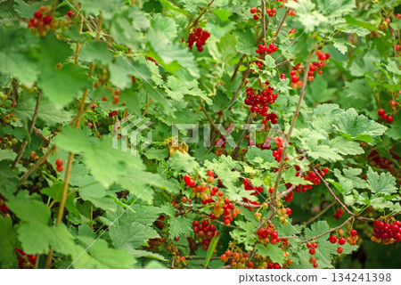 A bush full of red currant berries 134241398
