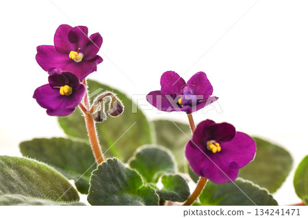 A bunch of purple violet flowers with yellow centers 134241471