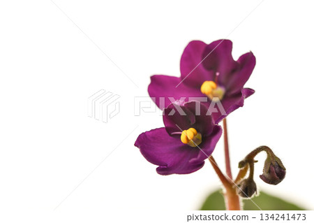 Two purple violet flowers with yellow centers Two purple violet flowers with yellow centers 134241473