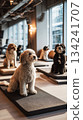 Several dogs engage in various training activities on mats in a bright fitness space designed for canine rehabilitation and wellness 134241707