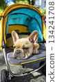 A small French Bulldog rests comfortably in a sporty stroller. The vibrant city park surroundings create a cheerful atmosphere, perfect for a day out with pets 134241708