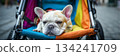 A small French Bulldog rests comfortably in a sporty stroller. The vibrant city park surroundings create a cheerful atmosphere, perfect for a day out with pets, banner 134241709