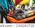 A small French Bulldog rests comfortably in a sporty stroller. The vibrant city park surroundings create a cheerful atmosphere, perfect for a day out with pets 134241710