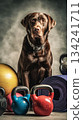 A cheerful Labrador rests on the floor surrounded by colorful gym equipment including dumbbells, kettlebells, and yoga mats while promoting healthy living and therapy 134241711