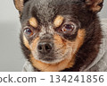 A black Chihuahua dog with red spots in a gray sweater on a gray background. 134241856