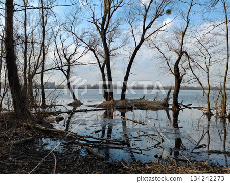 Trees on the lake shore. Spring flood. The water has overflowed its banks 134242273