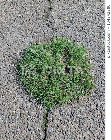 Early first grass breaks through the asphalt on the road Early first grass breaks through the asphalt on the road 134242286