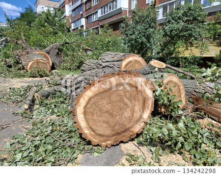 Large old poplars cut down near residential buildings. Tree rings 134242298