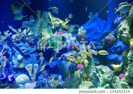 Big aquarium with corals and fishes 134242314