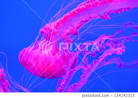 Dangerous medusas swims underwater 134242315