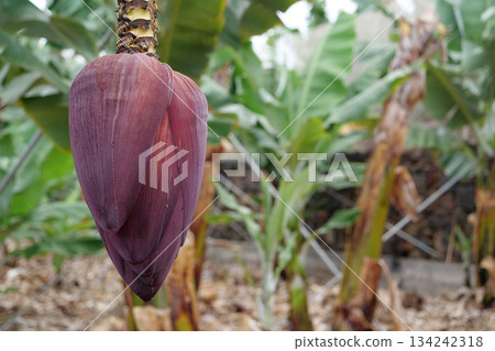 Banana plantation on Tenerife, Canary islands, Spain Banana plantation on Tenerife, Canary islands, Spain 134242318