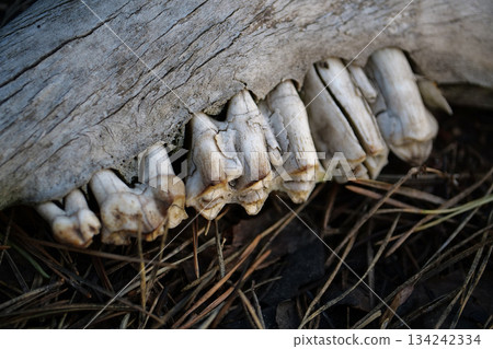 Jaw of cattle lies in forest Jaw of cattle lies in forest 134242334