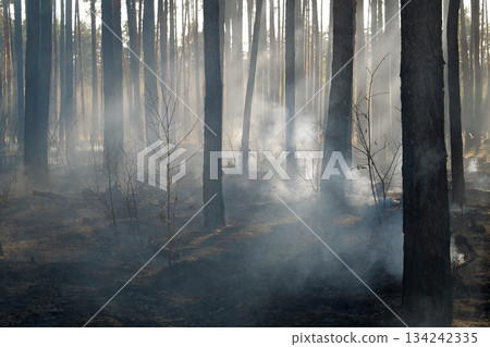 Scorched forest after fire Scorched forest after fire 134242335
