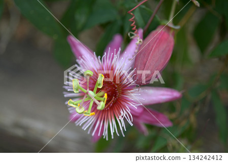 西番蓮真由美 西番蓮真由美 134242412