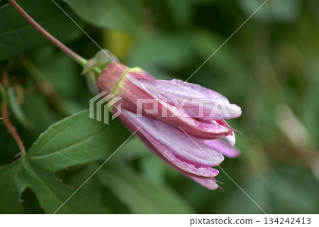 西番蓮真由美 134242413