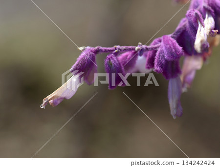 Amethyst Sage Amethyst Sage 134242424